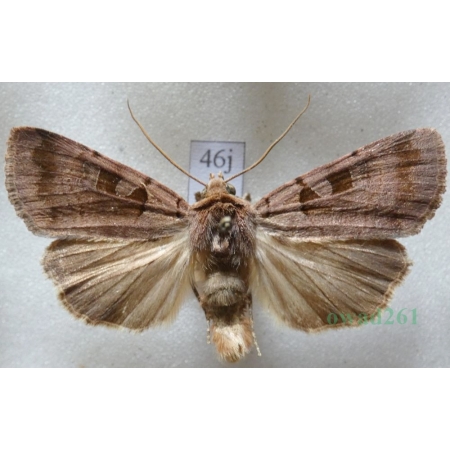 Xestia stigmatica (Hübner, 1813) Rolnica Czech46j
